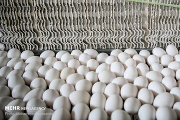 تولید تخم‌مرغ در خرداد به ۱۱۰ هزار تن می‌رسد
