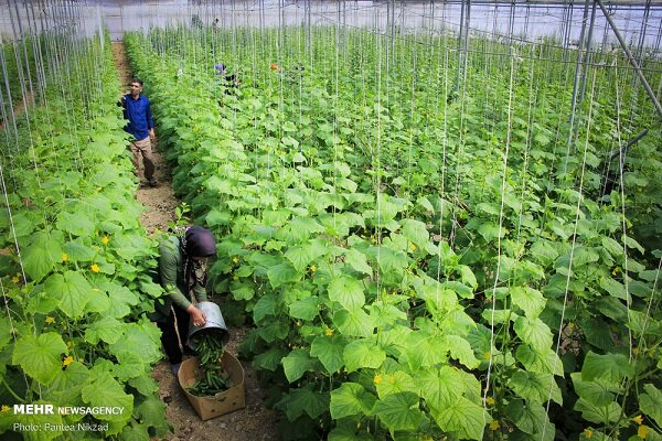 خسارت قطعی برق به گلخانههای بوشهر؛ کشاورزان نیازمند حمایت هستند