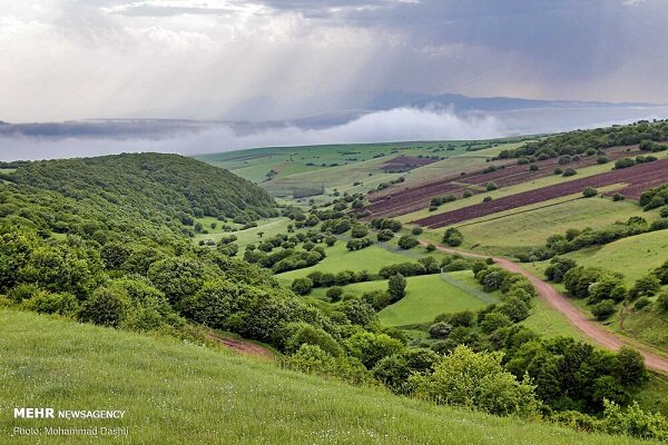 پایان جنگل خواران در تکیش؛ سوداگران مات شدند
