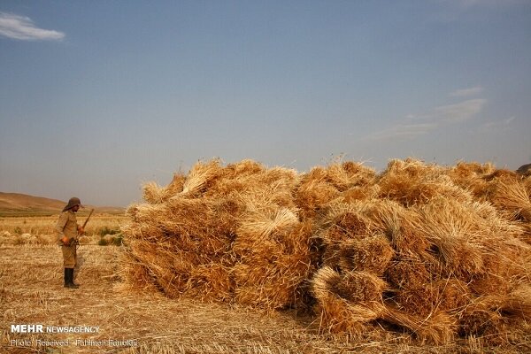 انتظار پرداخت مطالبات گندمکاران ۴۰ روزه شد؛شفاف سازی در کار نیست