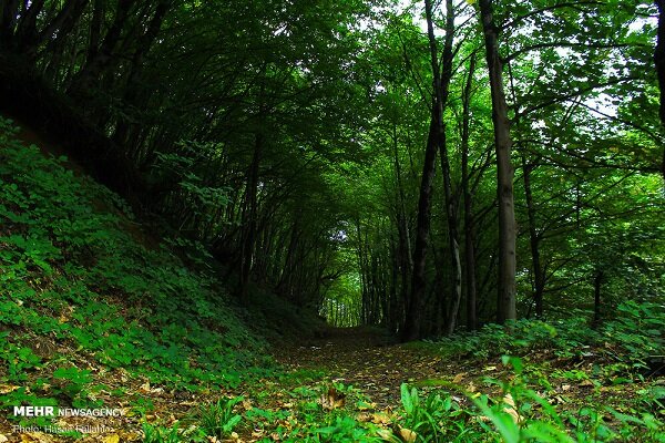 پایان جنگل خواران در تکیش؛ سوداگران مات شدند