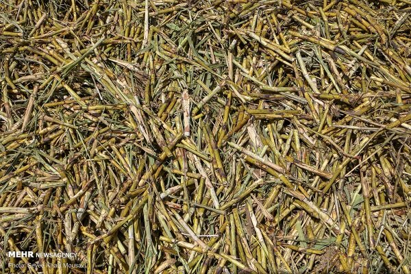 صادرات خوراک دام استحصالی از صنایع نیشکر آزاد شد