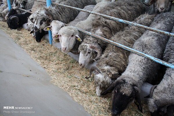 مهدیشهر قطب اصلاح و بهنژاد ژنتیک دام کشور میشود مهدیشهر قطب اصلاح و بهنژاد ژنتیک دام کشور میشود