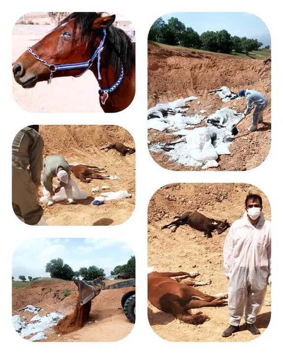 معدومسازی اسبهای مبتلا به بیماری «مشمشه» در چگنی