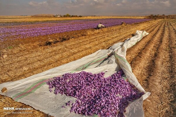 پایان خام‌فروشی زعفران؛خراسان رضوی در مسیر تثبیت جایگاه جهانی طلای سرخ