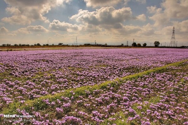 پایان خام‌فروشی زعفران؛خراسان رضوی در مسیر تثبیت جایگاه جهانی طلای سرخ