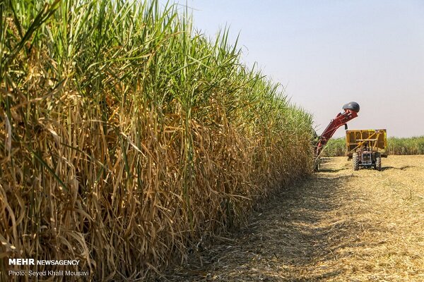 کارخانه «قند دزفول» طلایی‌ترین گام توسعه کشاورزی و اشتغال