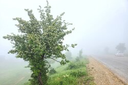 مه گرفتگی شدید در برخی از محورهای مواصلاتی استان ایلام