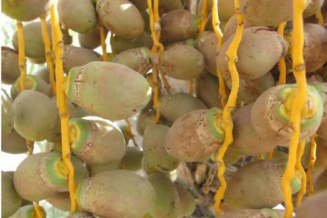 فعاليت،آفت،خرما،شيره،كنترل،نباتات،سبحاني،كنه،رطوبت،خسارت،تغذ ...