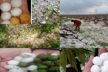 تگرگ ۴ هزار میلیارد تومان به بخش کشاورزی آذربایجان غربی خسارت زد