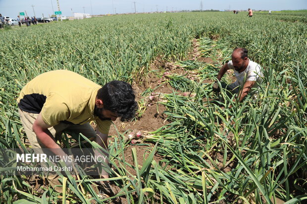 سفر وزیر جهاد کشاورزی به اردبیل