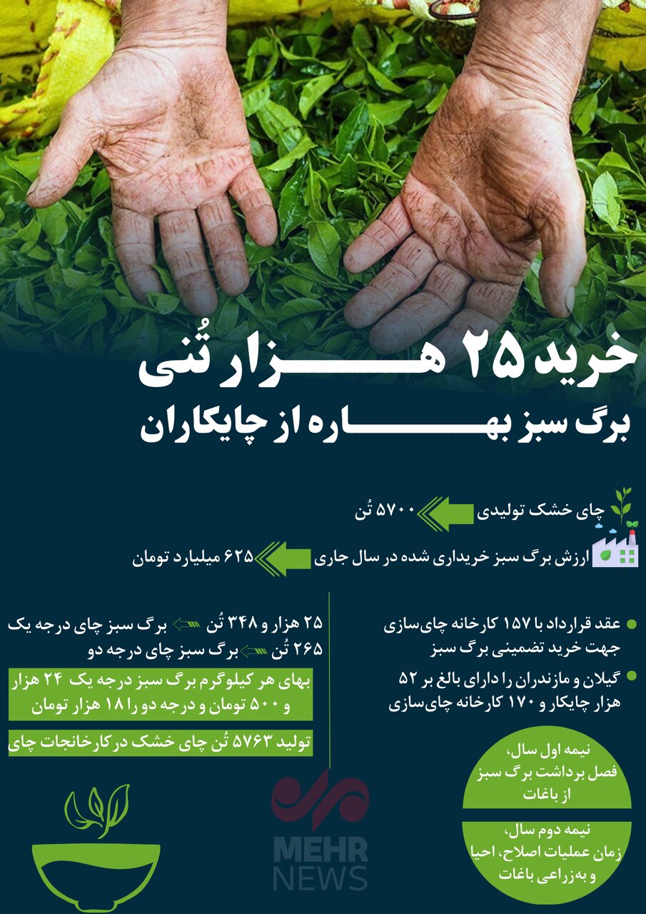 اینفوگرافیک| خرید ۲۵ هزار تُنی برگ سبز چای از بهره برداران