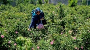 دهمین جشنواره گل محمدی در روستای فرخد مشهد 
