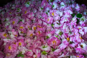 آغاز برداشت گل محمدی در چهارمحال و بختیاری