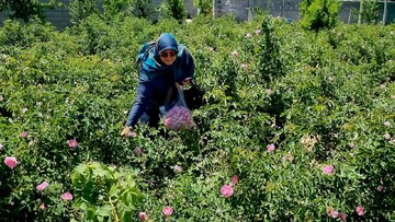 دهمین جشنواره گل محمدی در روستای فرخد مشهد 