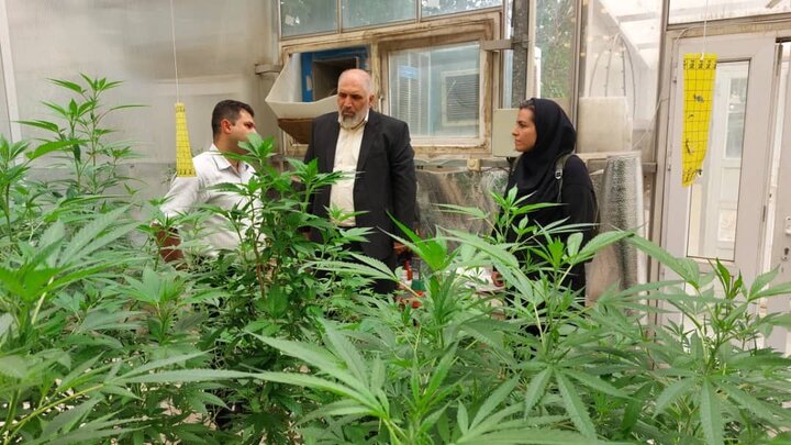 توسعه کشت شاهدانه برای تولید فرآوردههای طبیعی توسعه کشت شاهدانه برای تولید فرآوردههای طبیعی