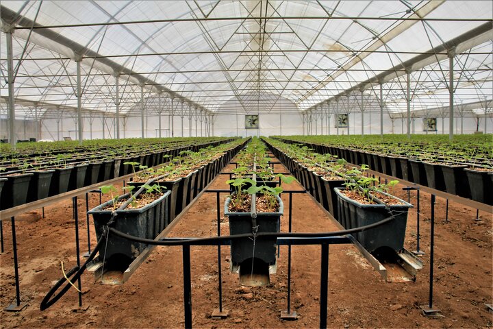 سالانه ۱۰۰ هزار تن محصولات گلخانهای در همدان تولید میشود سالانه ۱۰۰ هزار تن محصولات گلخانهای در همدان تولید میشود