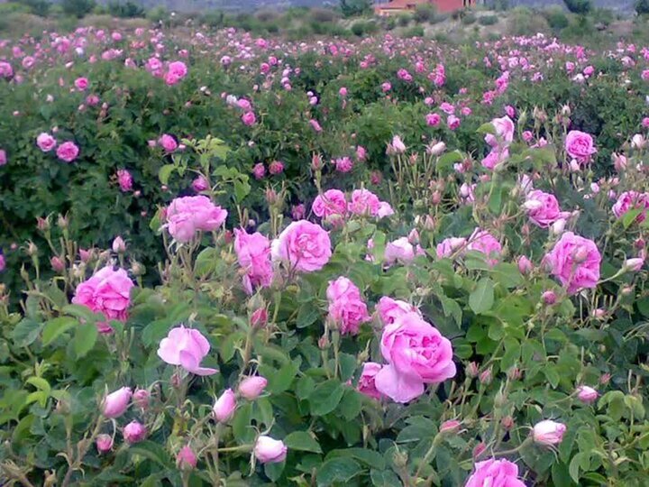 برداشت بیش از ۱۰۰۰ تن گل محمدی در لرستان