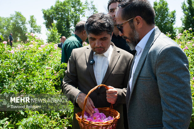 دهمین جشنواره گل محمدی در مشهد