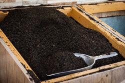 ثبت سفارش چای شنبه ۱۷ آبان آغاز می‌شود