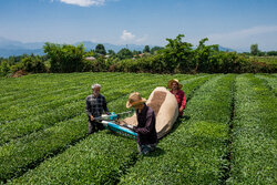 چای گێڵان