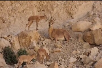 فیلمی دیدنی از سه‌قلوزایی بز وحشی در منطقه حفاظت‌شده خائیز