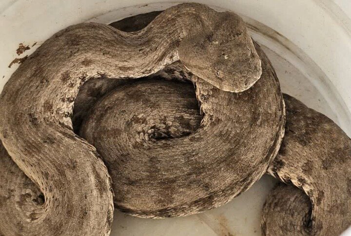 تهدید مارهای سمی در لواسانات؛ چرا پادزهر در دسترس نیست؟