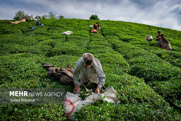 چالشها و دغدغههای چایکاران رودسری؛ حمایتهای که برای رونق نیاز است