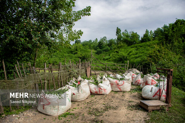 چالشها و دغدغههای چایکاران رودسری؛ حمایتهای که برای رونق نیاز است