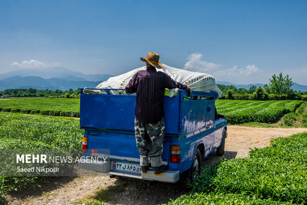 ۱۷ هزار تُن چای سنواتی برای کمپوست به مراکز تحقیقاتی منتقل شد ۱۷ هزار تُن چای سنواتی برای کمپوست به مراکز تحقیقاتی منتقل شد
