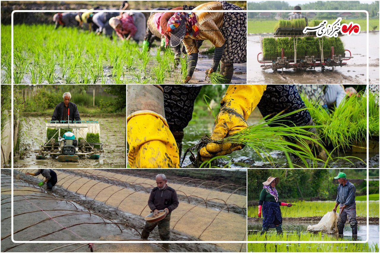 نوآوری و فناوری؛ راهگشای توسعه کشت و صادرات برنج در گیلان