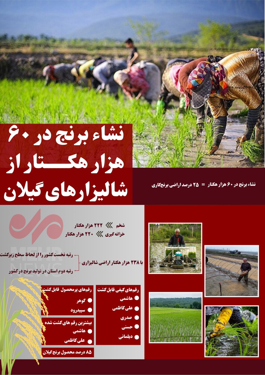 اینفوگرافیک| نشاء برنج در ۶۰ هزار هکتار از شالیزارهای گیلان