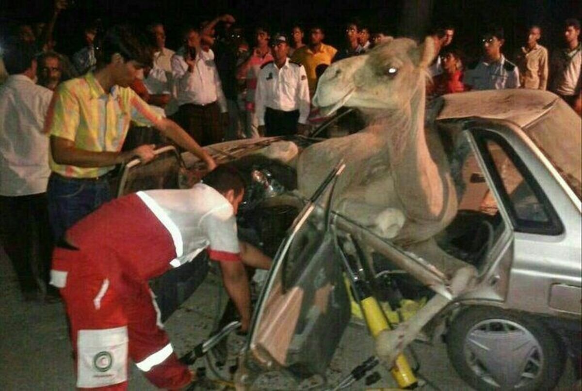 سيريك،جاسك،اورژانس،محور،برخورد،نفر،شترهاي