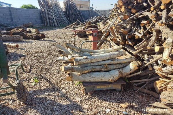 قطع،متخلفين،گزارش،جنگلي،چوب،درختان،درخت