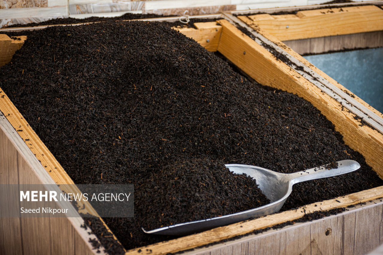 حفظ سازمان چای؛ کلید پایداری تولید و حمایت از کشاورزان حفظ سازمان چای؛ کلید پایداری تولید و حمایت از کشاورزان