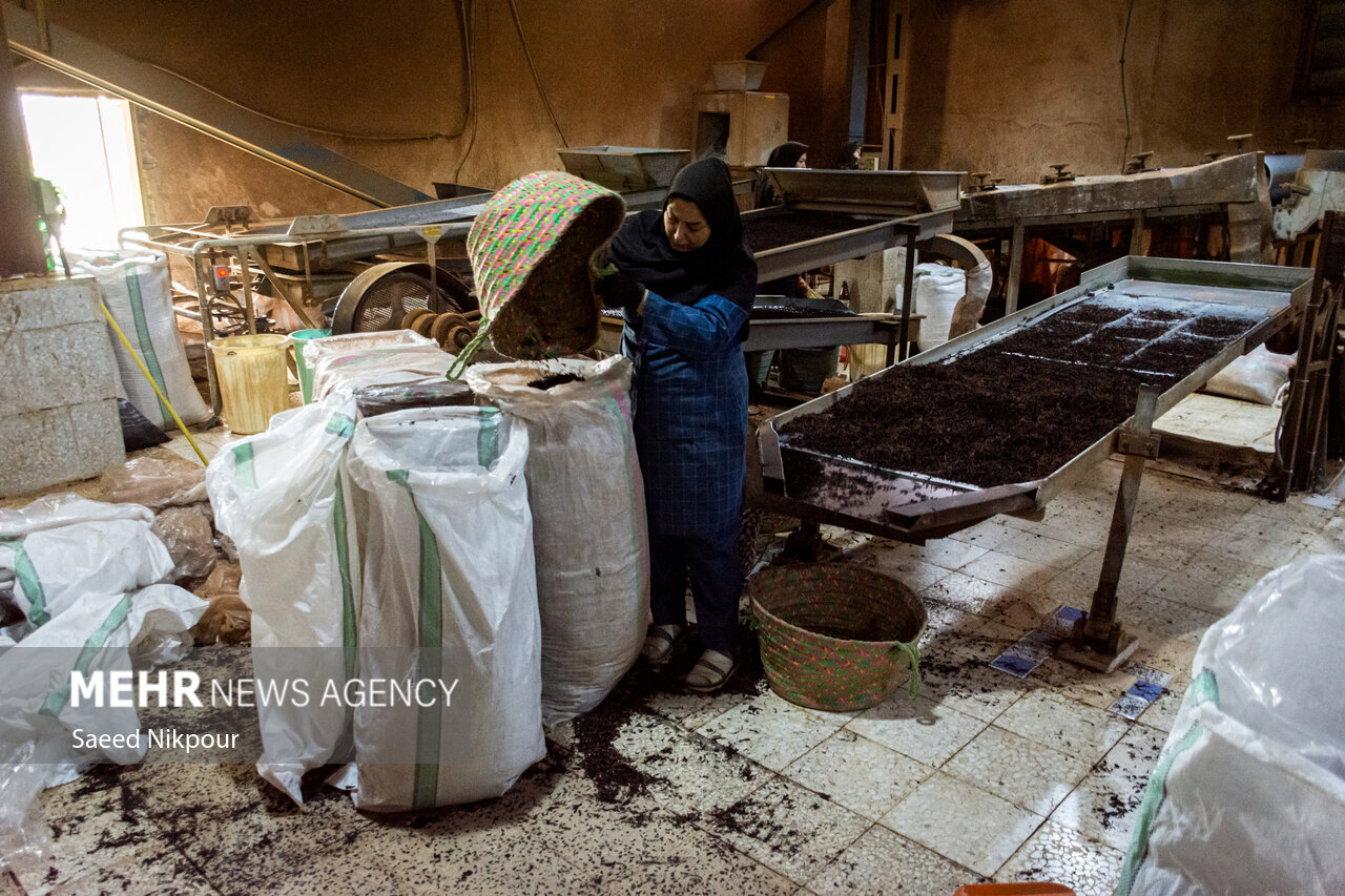 حفظ سازمان چای؛ کلید پایداری تولید و حمایت از کشاورزان حفظ سازمان چای؛ کلید پایداری تولید و حمایت از کشاورزان