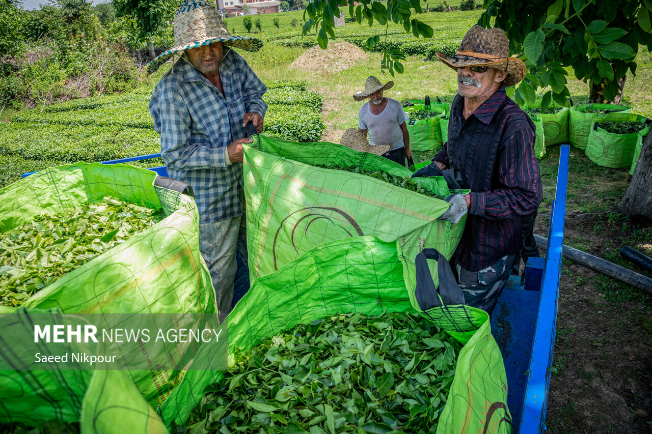 صادرات ۳ هزار تُن چای ایرانی؛ سه میلیون و ۷۰۰ هزار دلار وارد کشور شد صادرات ۳ هزار تُن چای ایرانی؛ سه میلیون و ۷۰۰ هزار دلار وارد کشور شد