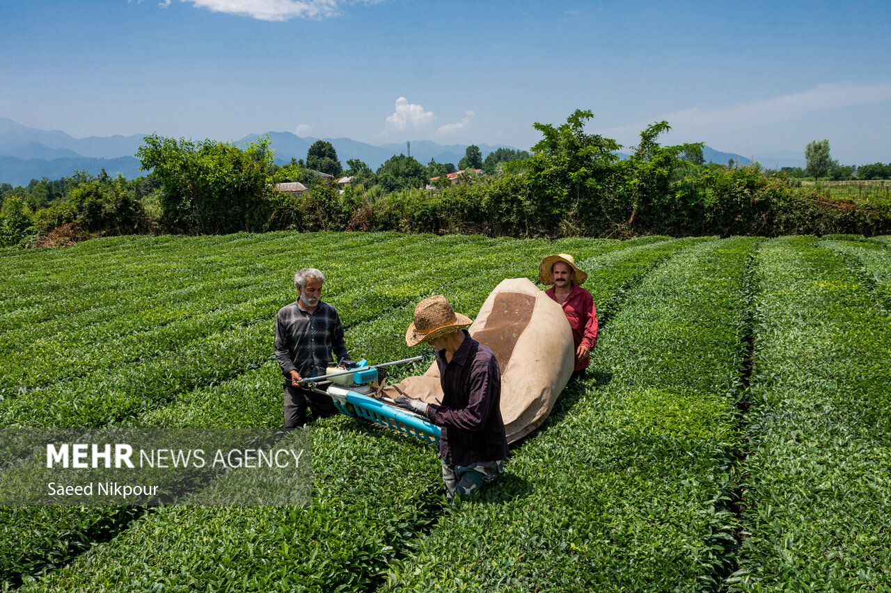 پیش بینی برداشت ۲۰۰۰۰ تُن برگ سبز چای از باغات شهرستان رودسر پیش بینی برداشت ۲۰۰۰۰ تُن برگ سبز چای از باغات شهرستان رودسر