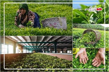اینفوگرافیک| آماری از برداشت طلای سبز در باغات شفت
