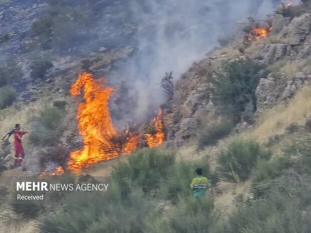 جنگل گلستان همچنان در آتش میسوزد جنگل گلستان همچنان در آتش میسوزد