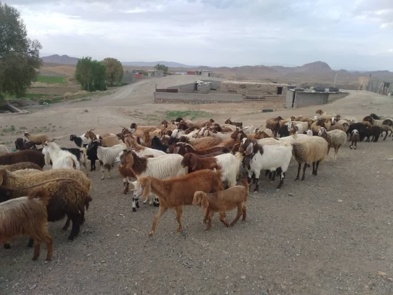 دام،سبك،گوشت،شهرستان،شاهرود