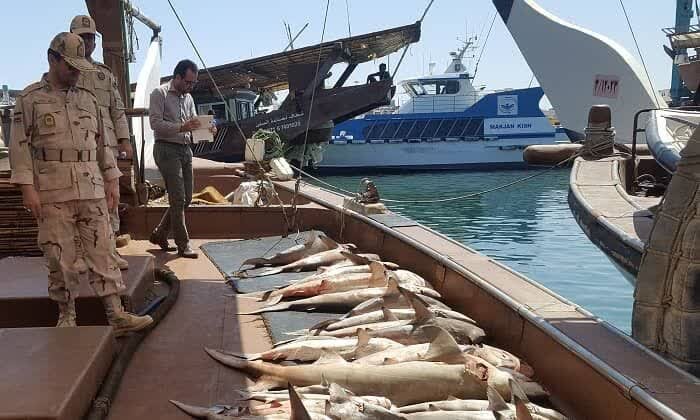 شيلات،صيد،صيادان،يگان،قضائي،بومي،حفاظت،شهرستان