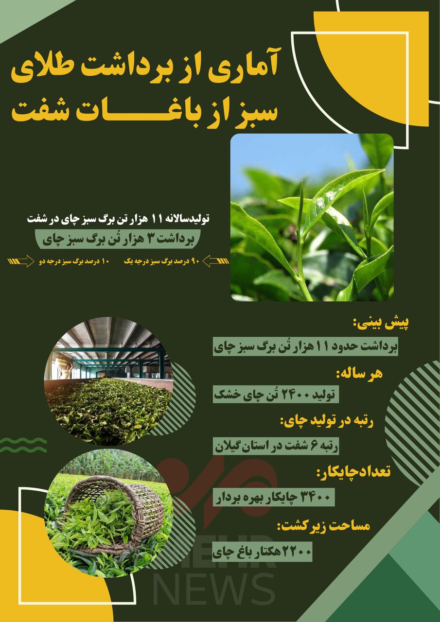 اینفوگرافیک| آماری از برداشت طلای سبز در باغات شفت