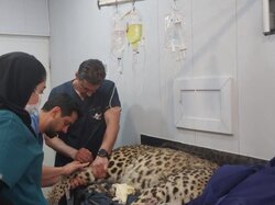 روند درمان پلنگ کلاه‌قاضی مثبت است؛ انتقال به تهران برای تکمیل درمان
