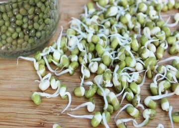 آغاز برداشت مکانیزه محصول ماش در شهرستان دزفول