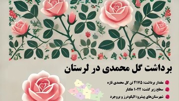 اینفوگرافیک| برداشت گل محمدی در لرستان