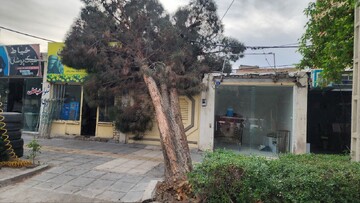 سقوط درختان کهنسال در بجنورد بر اثر وزش شدید باد