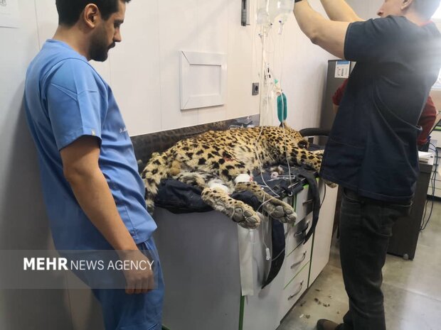 ۱۱ پزشک حیاتوحش در تکاپو برای زندگی پلنگ کلاه قاضی