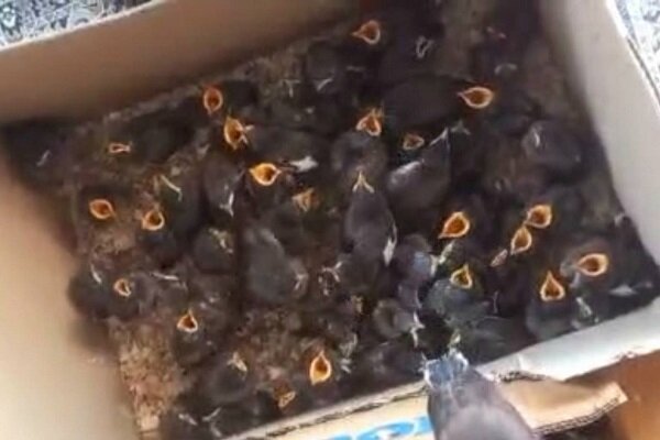 کشف محموله بزرگ مرغ مینا