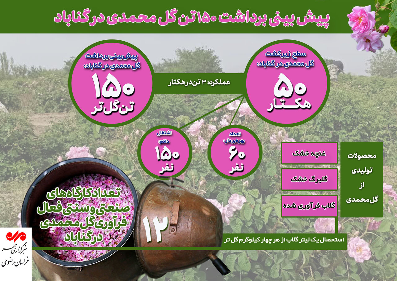 اینفوگرافیک| پیش‌بینی برداشت ۱۵۰ تن گل محمدی در گناباد